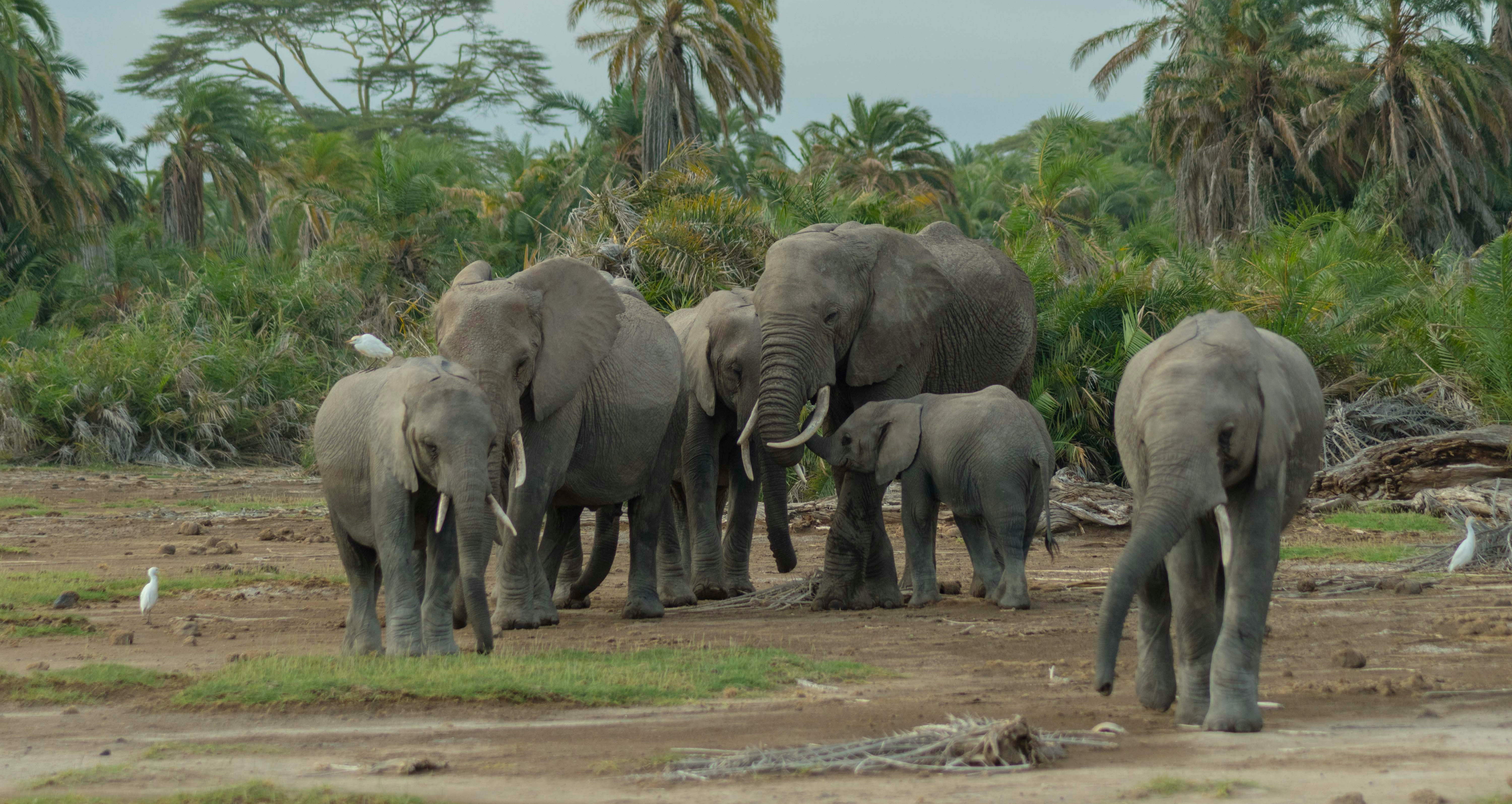 Amboseli National Park