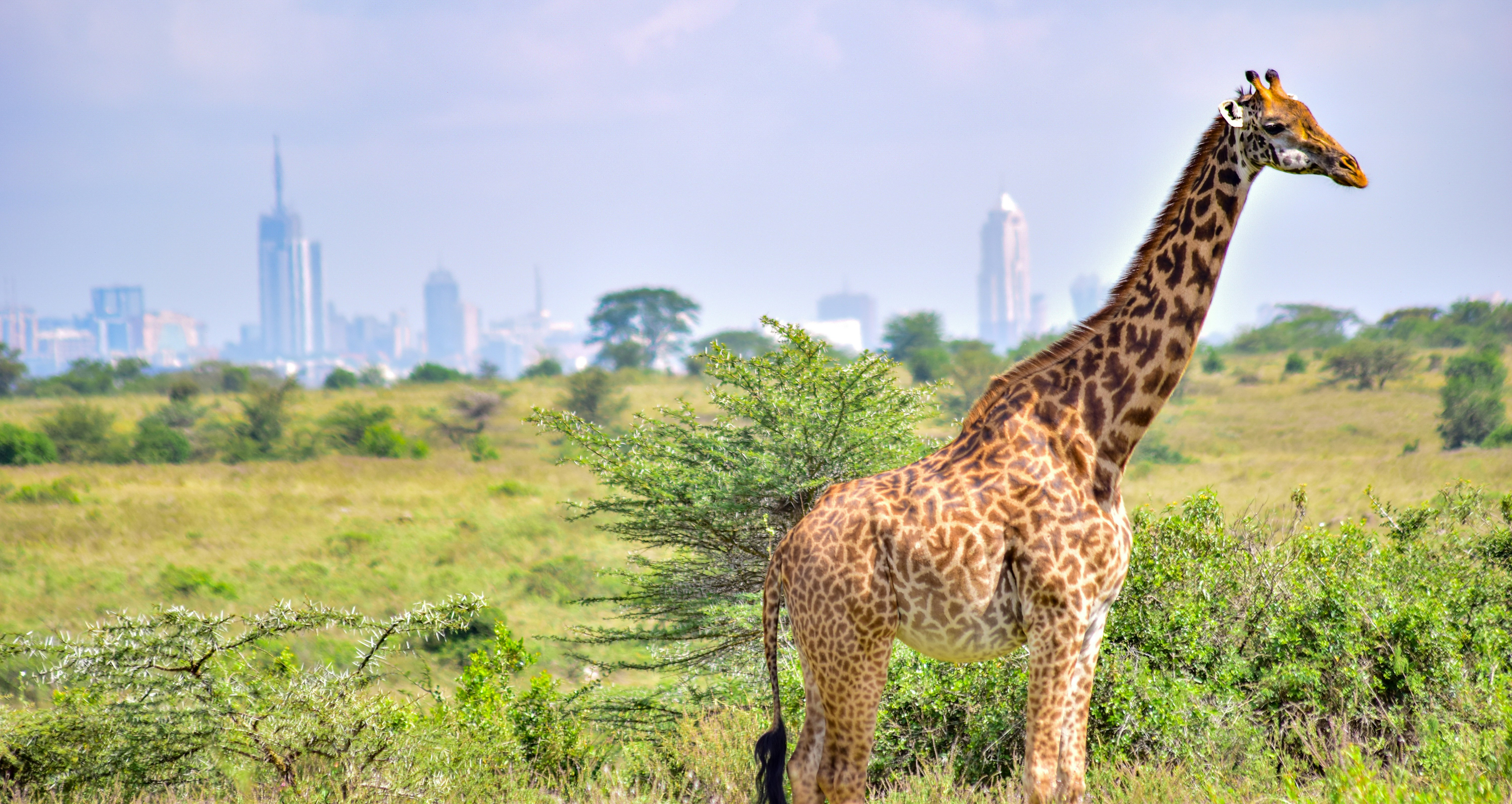 Nairobi National Park