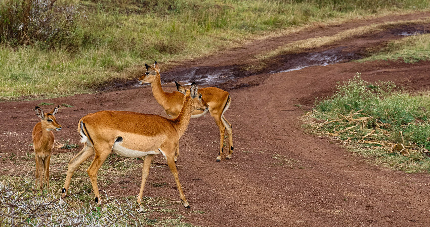 1-Day Nairobi National Park Safari 0