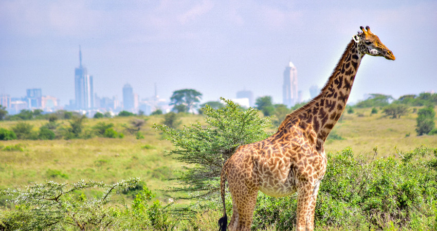 1-Day Nairobi National Park Safari 1