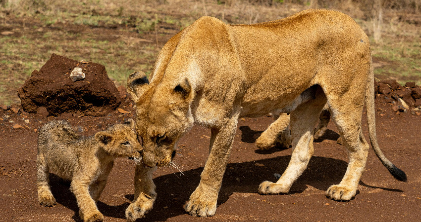 1-Day Nairobi National Park Safari 2