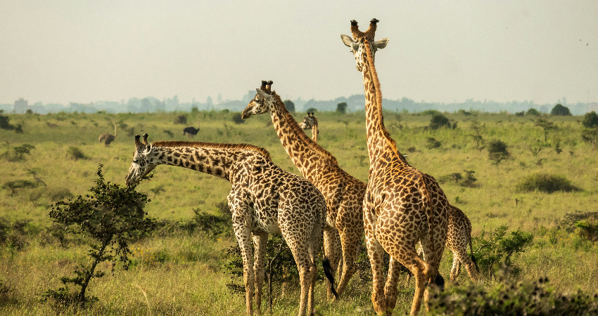 1-Day Nairobi National Park Safari 3