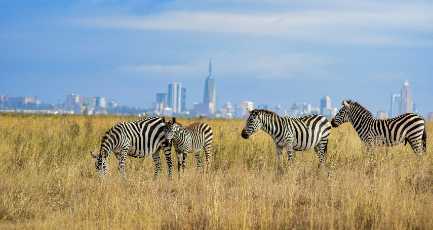 1-Day Nairobi National Park Safari