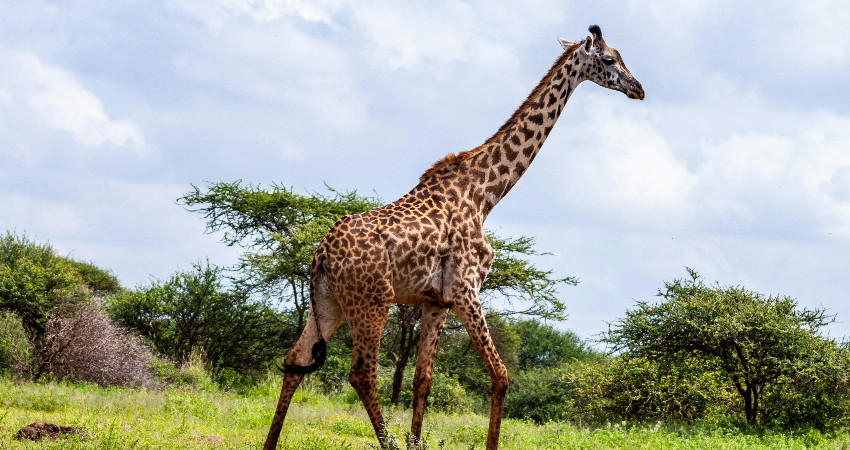 2-Day Amboseli National Park Safari 0