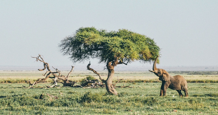2-Day Amboseli National Park Safari 1