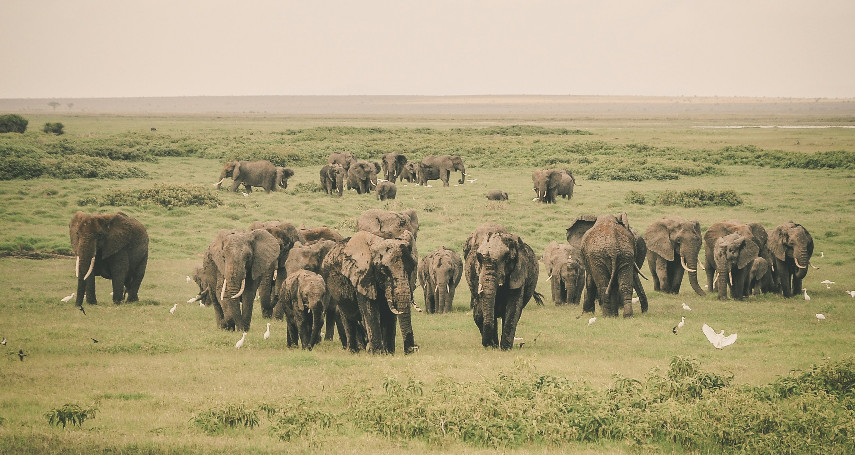 2-Day Amboseli National Park Safari