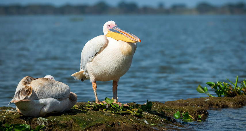 2-Day Lake Naivasha and Crescent Island Tour