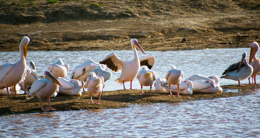2-Day Lake Nakuru and Lake Naivasha Safari 0