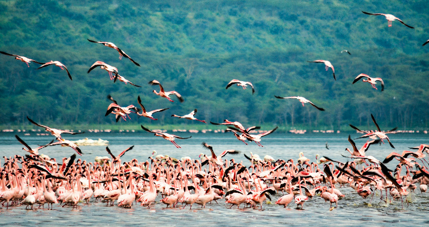 2-Day Lake Nakuru and Lake Naivasha Safari 1