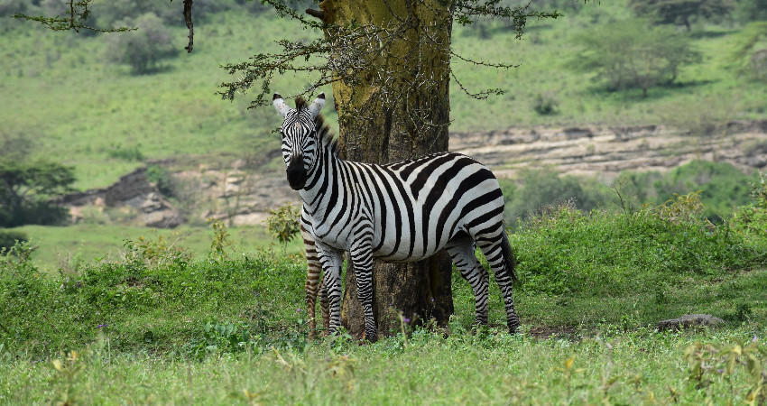 2-Day Lake Nakuru and Lake Naivasha Safari 3