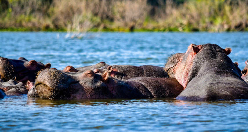 2-Day Lake Nakuru and Lake Naivasha Safari