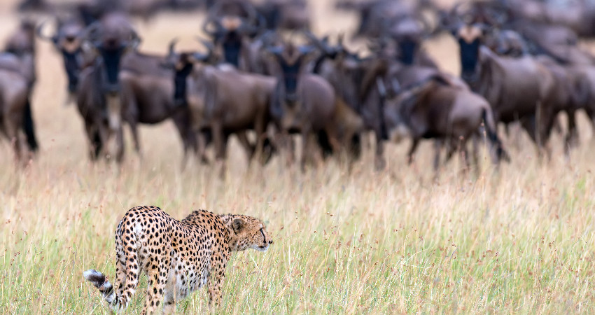 3-Day Maasai Mara Big Five Safari 1