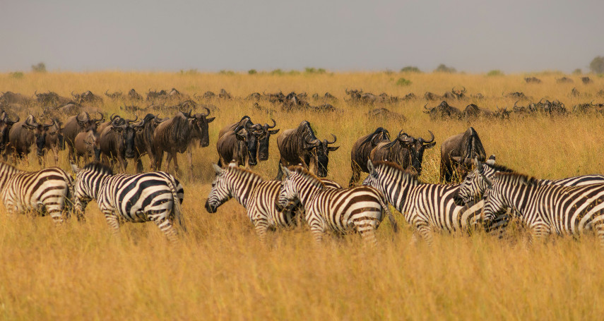3-Day Maasai Mara Big Five Safari