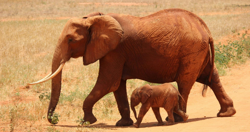 3-Day Tsavo East and Tsavo West Safari 0
