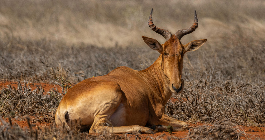 3-Day Tsavo East and Tsavo West Safari 1