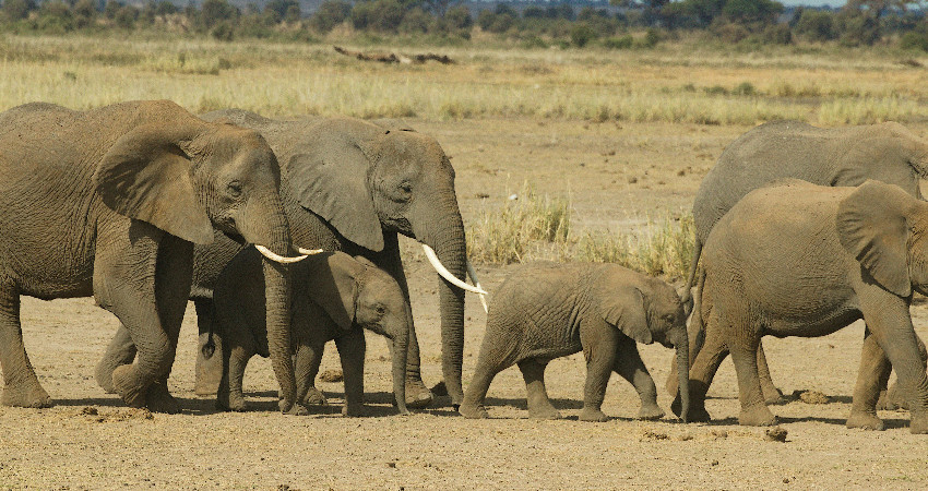 3-Day Tsavo East and Tsavo West Safari 2
