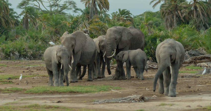 3-Day Tsavo East and Tsavo West Safari 3