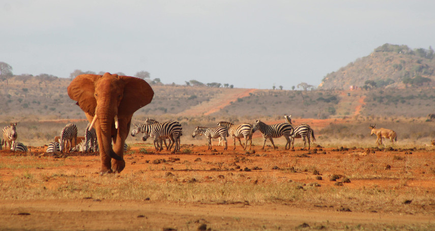 3-Day Tsavo East and Tsavo West Safari
